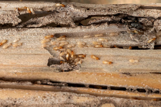 Best Pest Prevention Services  in Abingdon, IL