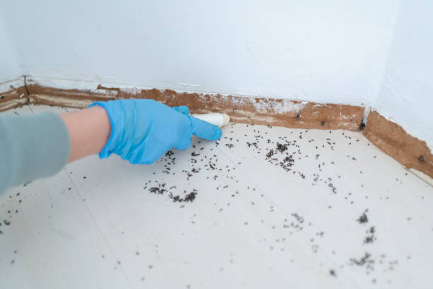 Best Local Pest Control Services  in Abingdon, IL